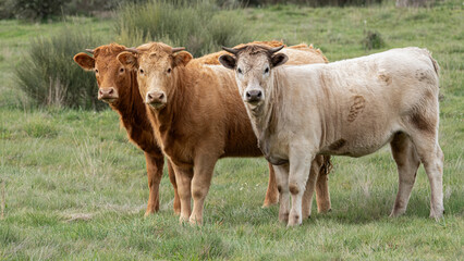 Three young cows looking curiously at the camera