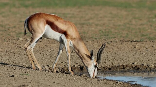 Wild Springbok Antelope Drinking Water from a Puddle in Arid Landscape