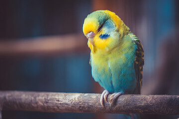 Obraz premium Sleeping parrot on a perch, a calm and heartwarming portrait