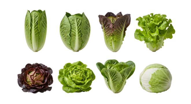 Fresh assorted lettuce varieties including romaine, butterhead, and iceberg in a clean white background, perfect for healthy meals and salads
