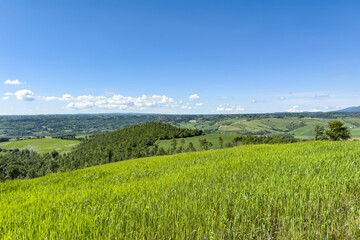 Obraz premium rolling green hills under a clear blue sky with empty space for text or product and project presentation. fresh summer