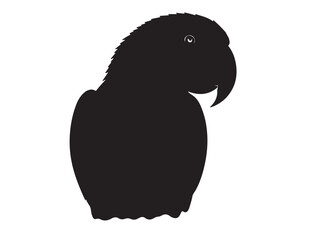 Fototapeta premium Eclectus Parrot Shape icon in silhouette white background.