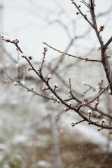 Spring buds on a tree coated with snow during unseasonal snowfall, reflecting unusual climate behavior