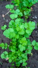 Close-up of young cilantro plants in dark soil