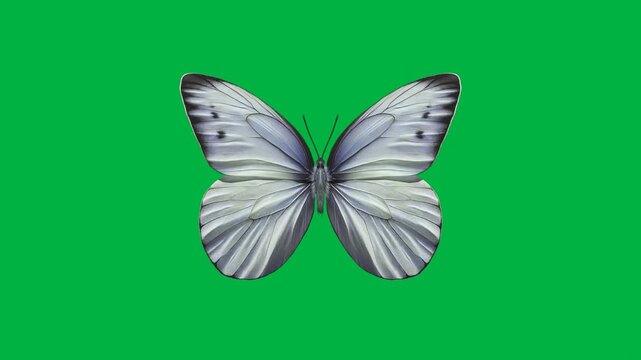 white butterfly top view flapping wings loop in green screen