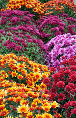 Bright chrysanthemums are a decorative addition to autumn days.
