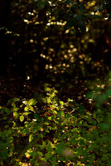 森の草木を照らす木漏れ日