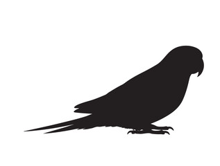 Obraz premium Parakeet Shape icon in silhouette white background.