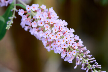 フサフジウツギ