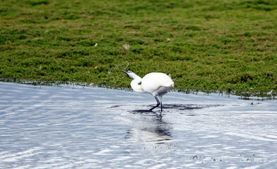 Little egret fishing in a pond