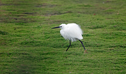 Little egret fishing in a pond