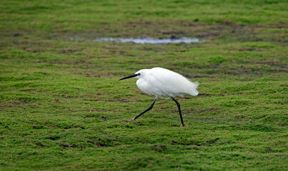 Little egret fishing in a pond
