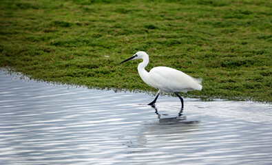 Little egret fishing in a pond