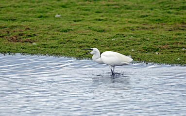 Little egret fishing in a pond