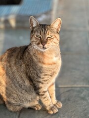 Fototapeta premium portrait of a cat