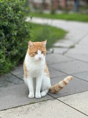 cat on the street