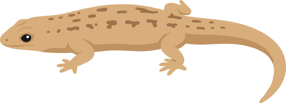 Simple Flat Illustration Spotted Eastern Newt Amphibian Animal