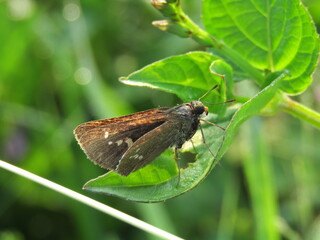butterfly on a green leaf