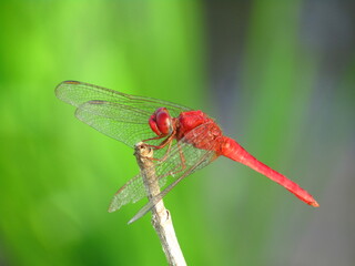 red dragonfly on a green leaf