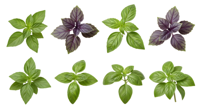 Fresh green and purple basil leaves isolated on white background, perfect for culinary or herbal use