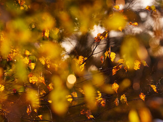 Golden birch leaves glowing in warm sunlight during golden hour, captured in soft focus with blurred foreground perfect for advertising, graphic design, eco concepts, r natural lifestyle 