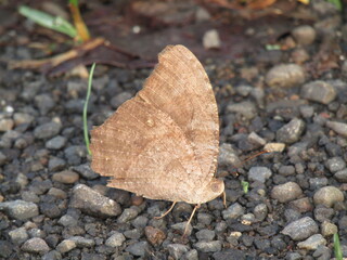 butterfly on the stone