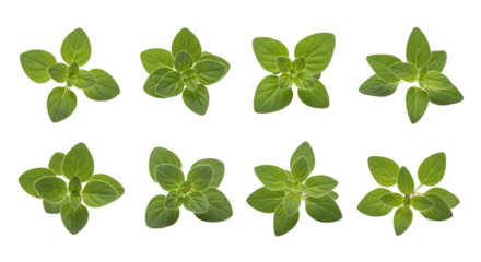 Fresh green basil leaves isolated on white background with shadows and visible veins in various shapes and sizes, perfect for cooking and herbal design projects