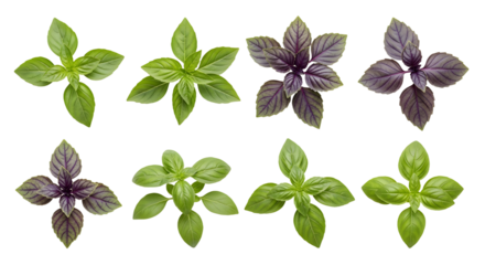 Fresh green and purple basil leaves isolated on white background, top view, perfect for cooking and gardening content