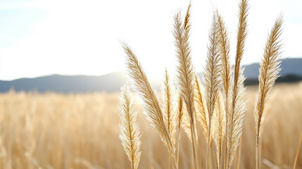Naklejka premium Golden grass swaying gently in sunlight creates serene atmosphere in nature