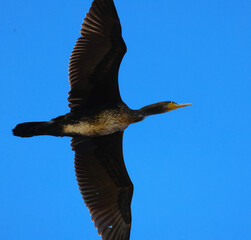 cormorant in flight