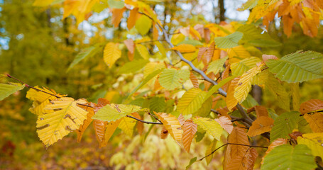 Colorful shades of autumn in deciduous forest with wind blowing the branches. Yellow autumn leaves in the rays of day light.