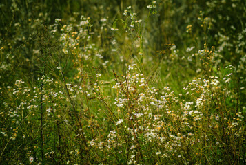 Dried wildflowers background