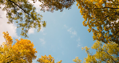 A low angle stationary shot from underneath multicolor maple, oak and linden old-growth leafy trees. Little sky view through trees in autumn.
