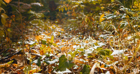 Park ground in autumn time during sunny day. Multicolored carpet of leaves close up from the forest.