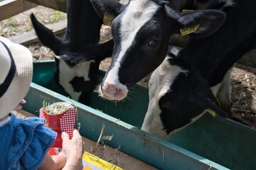 牧草を食べる牛