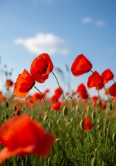 Obraz premium A field of vibrant red poppies blooming on a sunny day. Vertical photo of wildflowers with a shallow depth of field against a blue sky.