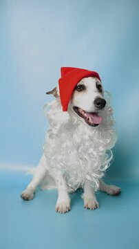 A funny Jack Russell Terrier dog in a wig and red hat on a blue background. Christmas concept.