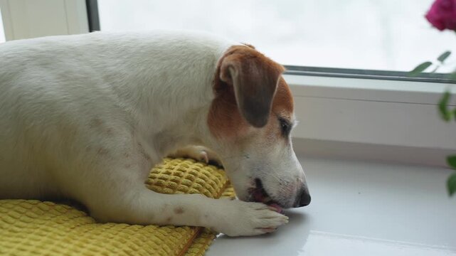 Video. Morning Ritual: A sweet Jack Russell Terrier grooming itself while basking in the morning sun on a windowsill.