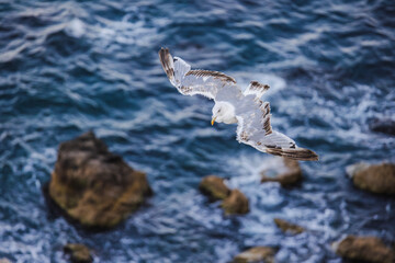 Seagull flying over blue sea with wings spread wide