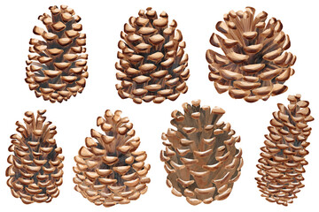 pine cones isolated on white