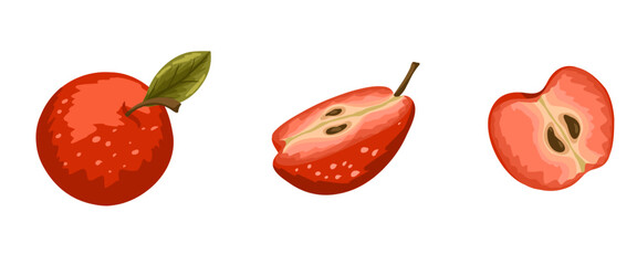 Set of three apples: whole fruit, half and slice. Vector hand drawn cartoon illustration for packaging design, menu, labels, branding, stickers, print