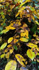 autumn leaves in water