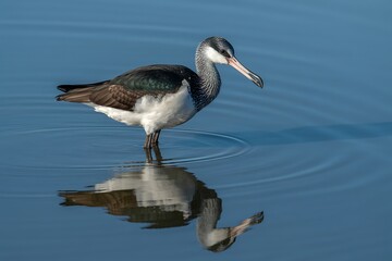 Majestic waterfowl with striking dark and white plumage reflected in calm blue water