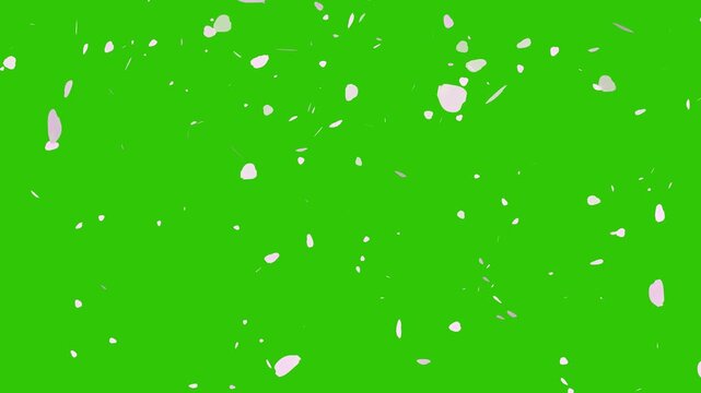 drops of sakura leaf's on a green screen background