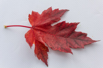 Red, yellow, and green maple leaves, trees, autumn leaves on a white background, template, photo background, empty space for text, leaf fall, leaf texture, tree, season