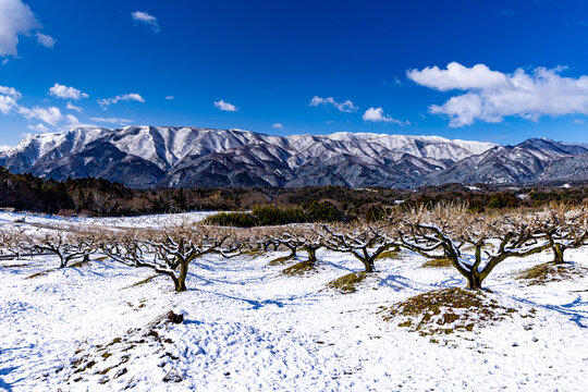 Inabe City Agricultural Park: Plum Orchard in Full Bloom