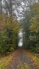 Obraz premium path in autumn forest