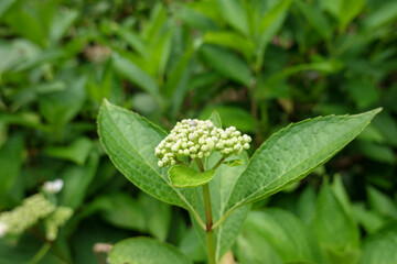 開花を待つ紫陽花のつぼみと新緑の葉