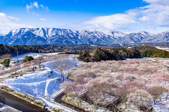 Inabe City Agricultural Park: Plum Orchard in Full Bloom