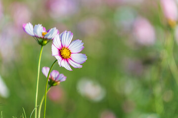 夏の陽射しに輝くピンクと白のコスモスの花